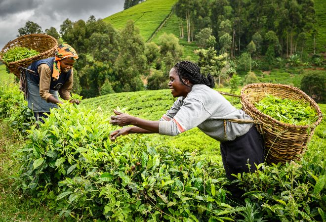 В Кении от изменений климата пострадают чайные плантации