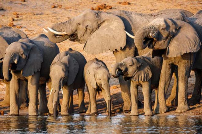 Новое месторождение нефти в Африке поставило под угрозу жизнь 130 тыс. слонов