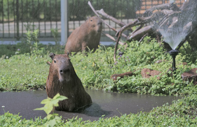 Животных киевского зоопарка спасают от жары спа-процедурами 