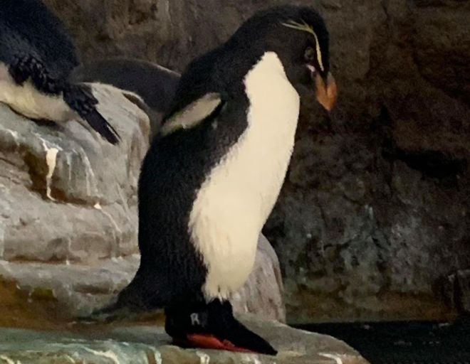 Пингвин из американского зоопарка стал звездой интернета благодаря своим ботинкам