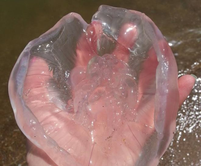 «Вода напоминает кисель» – в Азовском море наблюдается засилье медуз