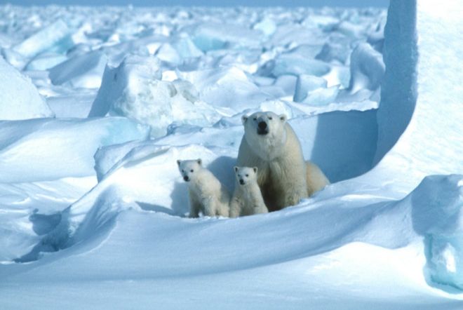 В Арктике произошел рост ледяного покрова, он может стать наибольшим за 15 лет