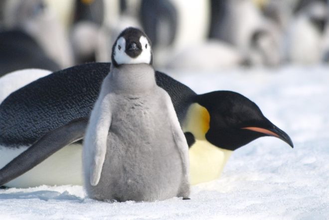Императорские пингвины в этом веке почти исчезнут с лица Земли
