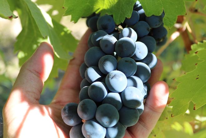 Из-за экстремальной погоды производство вин во Франции упало до исторического минимума