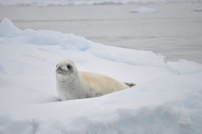 Лед Северного Ледовитого океана может не пережить это столетие