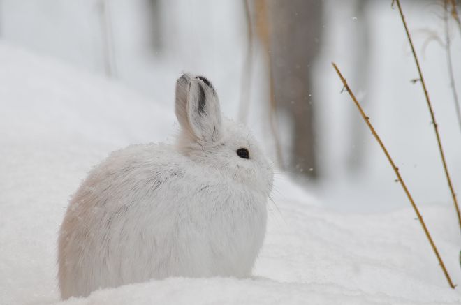 Зайцы беляки неожиданно отреагировали на глобальное потепление – исследование 
