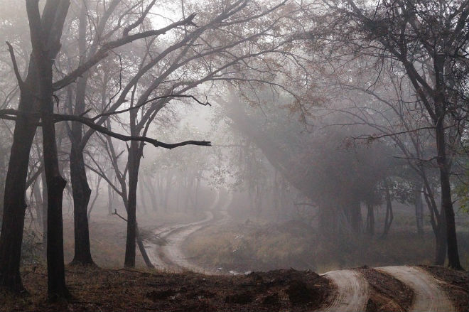 Запад Украины 12 ноября окутает туман
