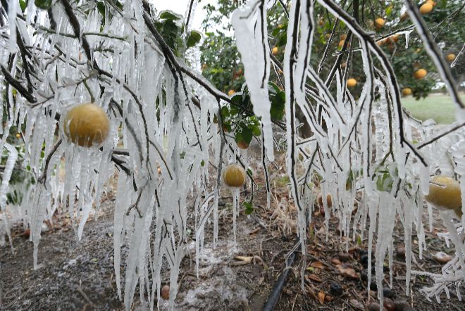 Из-за похолодания в Техасе ожидается менее трети от урожая грейпфрутов