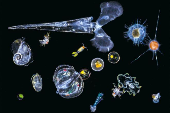 Ученые объяснили, как морские организмы помогли образованию гор на планете