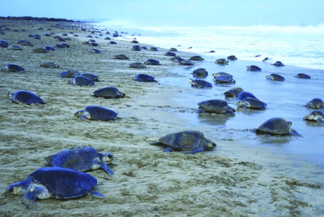 На побережье Никарагуа приплыли тысячи черепах, чтобы обзавестись потомством
