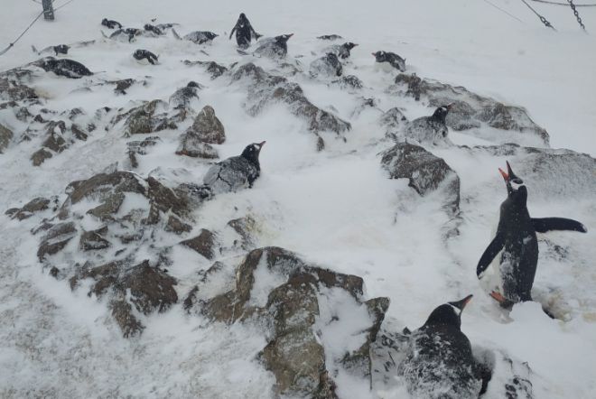 В Арктике подтвердили максимальную температуру, а Антарктиду засыпало рекордным снегом