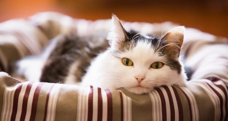 Як коти лікують