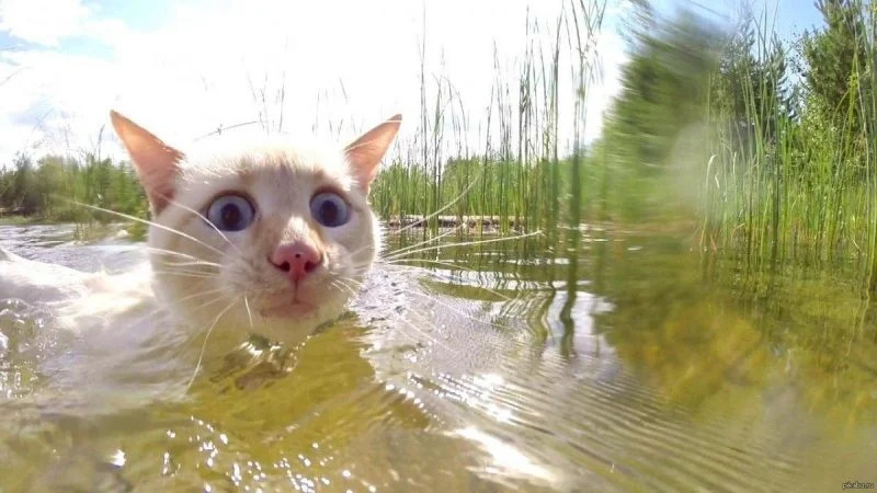 Чому коти бояться води: еволюція, поведінка та наукові пояснення