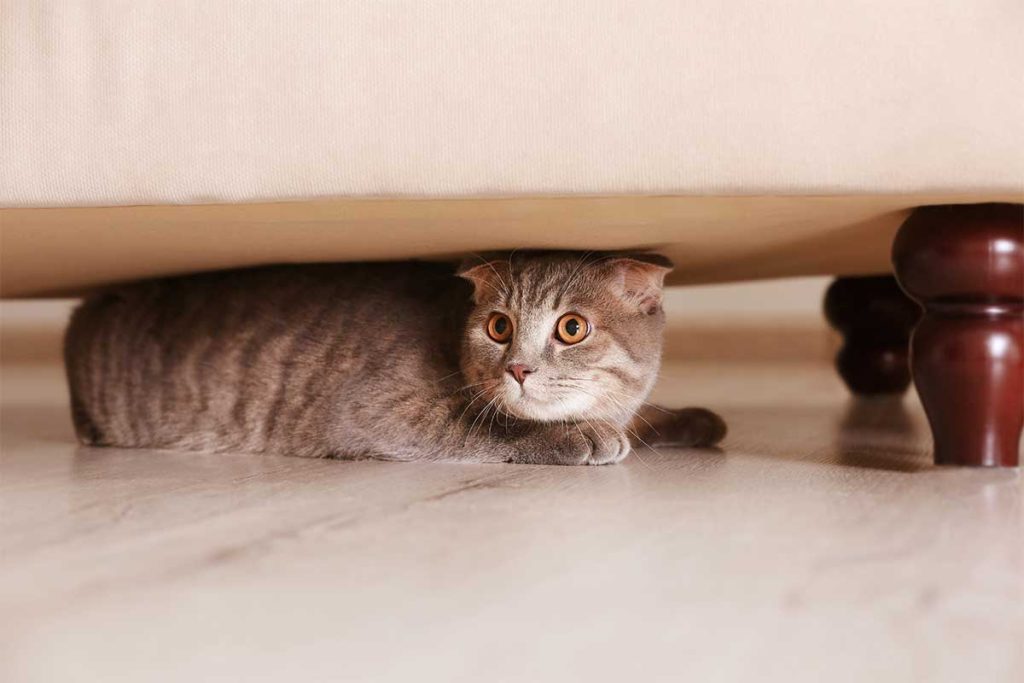 Котячий прогноз погоди