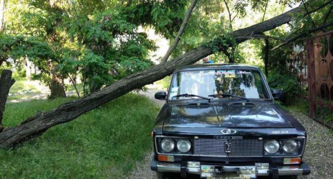 В Кременчуге упавшее дерево придавило автомобиль (ФОТО)