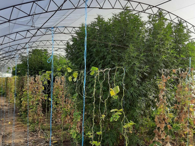 В селе под Запорожьем пенсионерка выращивала громадные кусты марихуаны (ФОТО)