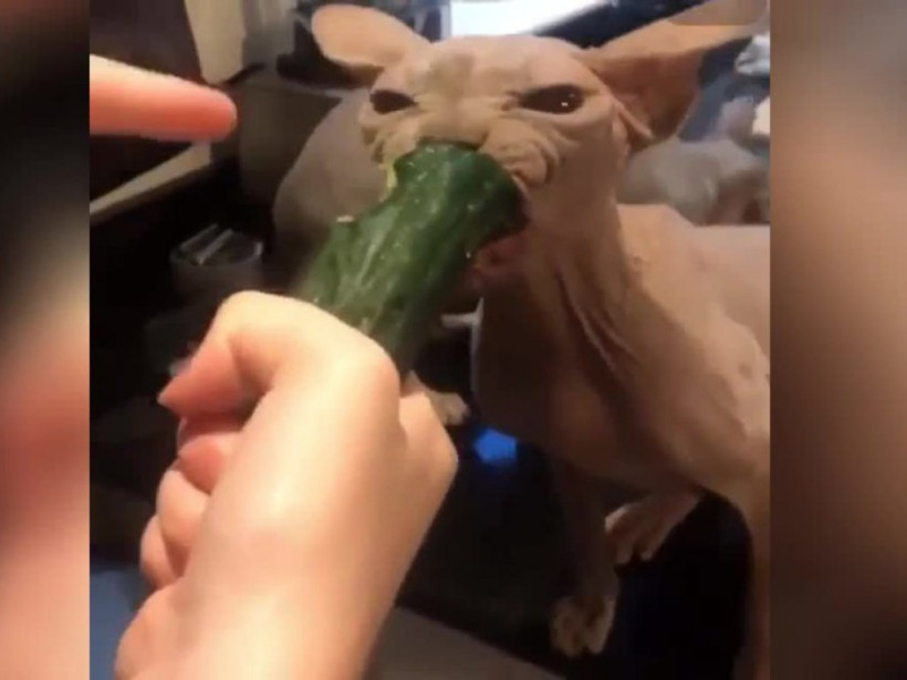 Коты жадно накинулись на огурец, как на кусок мяса и стали звездами Сети (ФОТО, ВИДЕО)