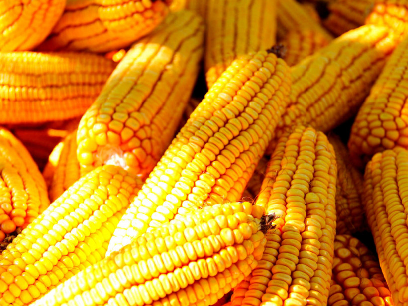Из-за коронавируса экспорт украинской кукурузы под угрозой - аграрий
