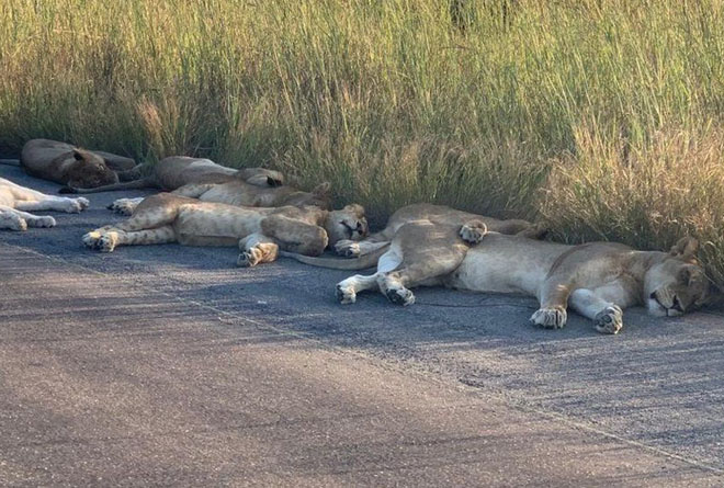В парке ЮАР львы решили полежать прямо на дороге (ФОТО)