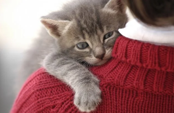 Самые нежные объятия: в Сети показали котов, которые очень любят своих хозяев (ФОТО)