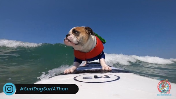 В Калифорнии соревновались собаки-серфингисты (ФОТО)
