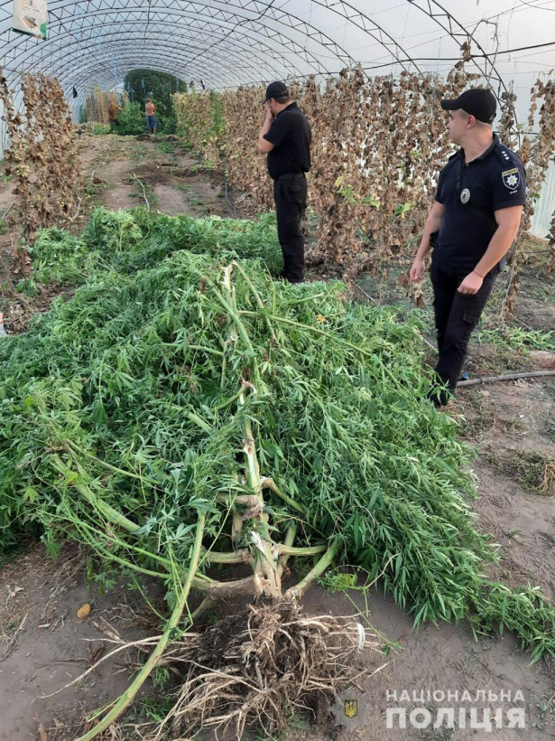 В селе под Запорожьем пенсионерка выращивала громадные кусты марихуаны (ФОТО)