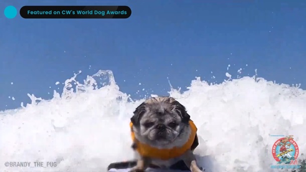 В Калифорнии соревновались собаки-серфингисты (ФОТО)