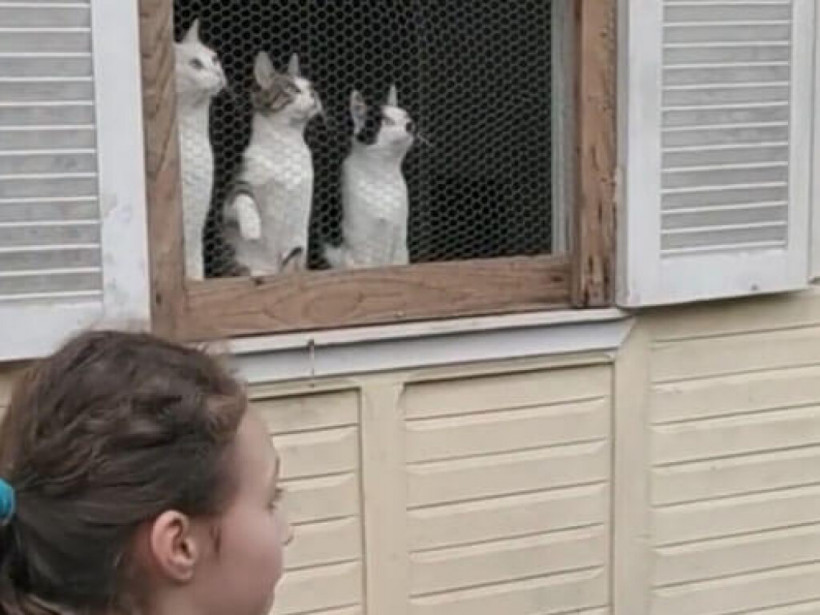 Коты удивленно наблюдали за игрой в мяч: в Сети показали забавное видео