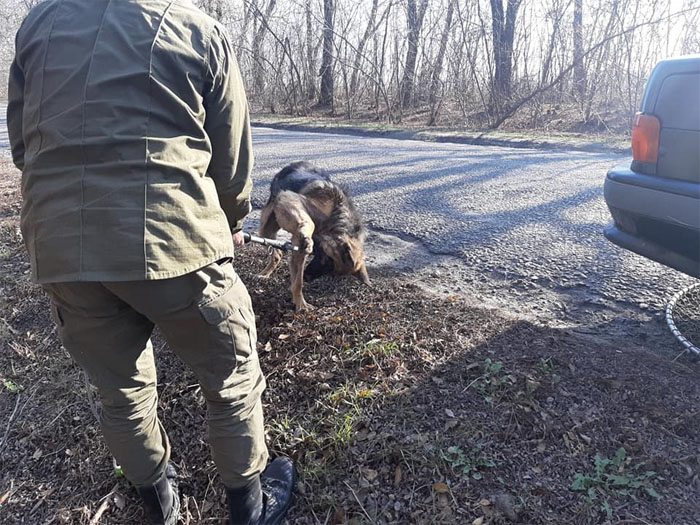 Овчарка ждала жестокого хозяина: под Днепром зоозащитники обнаружили местного «Хатико» (ФОТО)