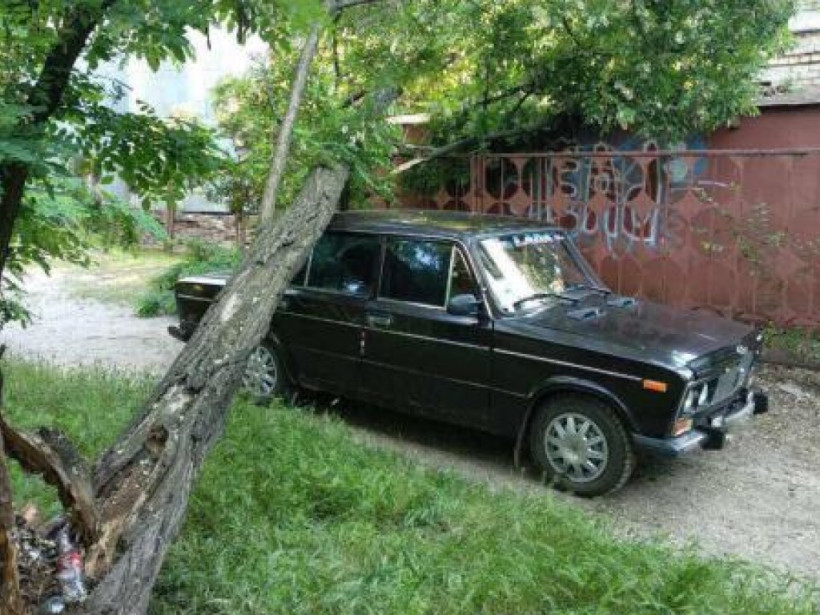 В Кременчуге упавшее дерево придавило автомобиль (ФОТО)
