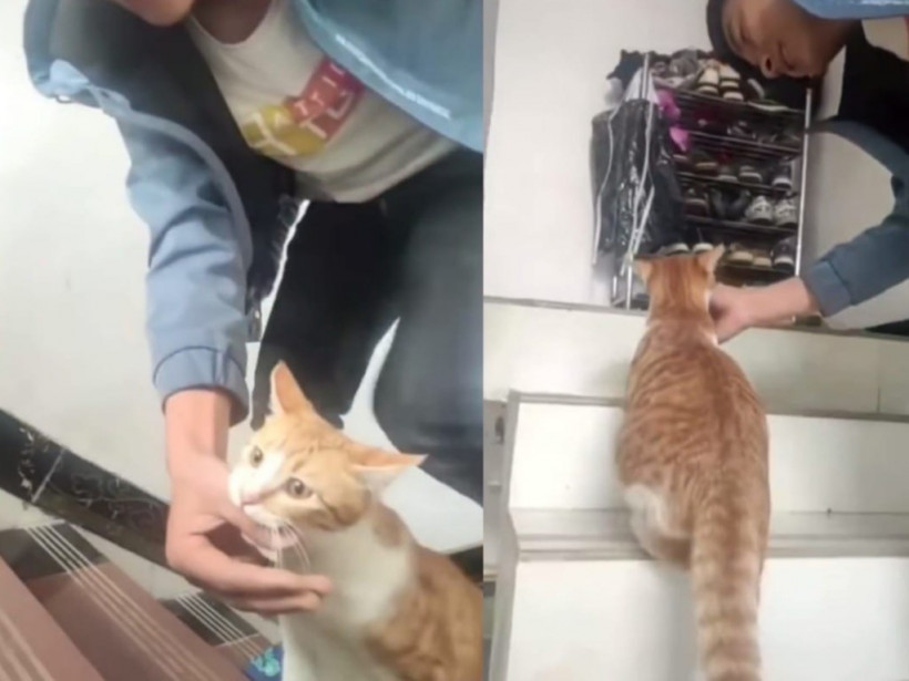 Рыжая кошка попросила поддержать ее во время родов (ФОТО, ВИДЕО) Рыжая кошка попросила поддержать ее во время родов (ФОТО, ВИДЕО)