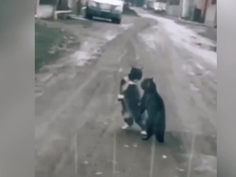 Драка котов, перерастающая в танец, стала хитом Сети (ФОТО, ВИДЕО)